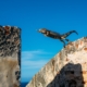 iguana about to jump on concrete wall