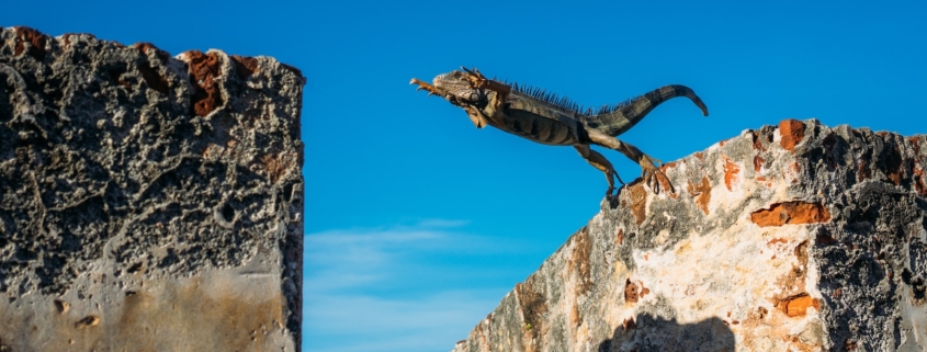 iguana about to jump on concrete wall