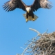 bald eagle flap its wing from nest