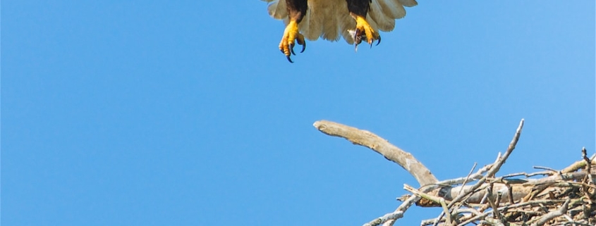 bald eagle flap its wing from nest